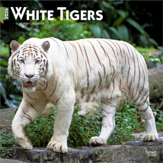 Cover image for 9798330706341 - White Tigers 2026 Square Flap Calendar