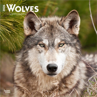 Cover image for 9798330706402 - Wolves 2026 Square Flap Calendar