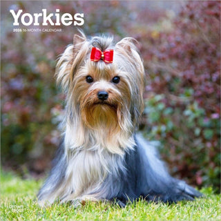 Cover image for 9798330706464 - Yorkshire Terriers 2026 Square Flap Calendar