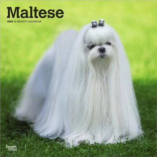 Cover image for 9798330707591 - Maltese 2026 Square Flap Calendar