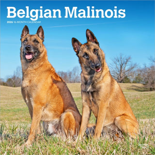 Cover image for 9798330707881 - Belgian Malinois 2026 Square Flap Calendar