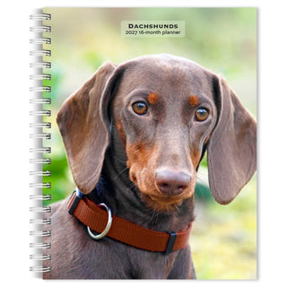 Cover image for 9798330709489 - Dachshunds 2027 Engagement