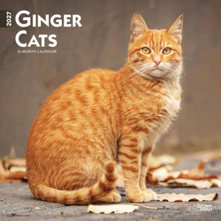 Cover image for 9798330711789 - Ginger Cats 2027 Square Flap
