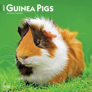 Cover image for 9798330711901 - Guinea Pigs 2027 Square Flap