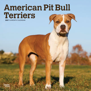 Cover image for 9798330712175 - American Pit Bull Terriers 2027 Square Flap