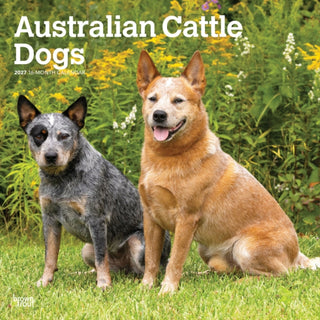 Cover image for 9798330712182 - Australian Cattle Dogs 2027 Square Flap