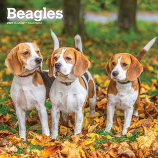 Cover image for 9798330712229 - Beagles 2027 Square Flap