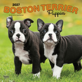 Cover image for 9798330712281 - Boston Terrier Puppies 2027 Square Flap