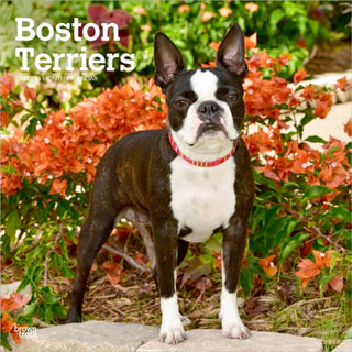 Cover image for 9798330712298 - Boston Terriers 2027 Square Flap