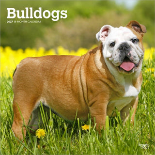 Cover image for 9798330712335 - Bulldogs 2027 Square Flap
