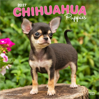 Cover image for 9798330712359 - Chihuahua Puppies 2027 Square Flap