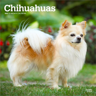 Cover image for 9798330712366 - Chihuahuas 2027 Square Flap