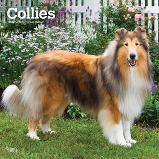 Cover image for 9798330712373 - Collies 2027 Square Flap
