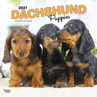 Cover image for 9798330712380 - Dachshund Puppies 2027 Square Flap