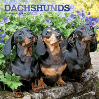 Cover image for 9798330712397 - Dachshunds 2027 Square Flap FOIL