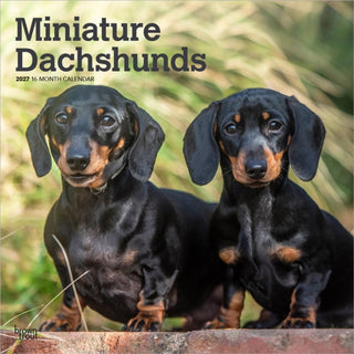 Cover image for 9798330712403 - Dachshunds, Miniature 2027 Square Flap