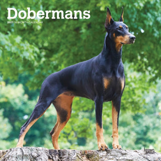Cover image for 9798330712410 - Dobermans 2027 Square Flap