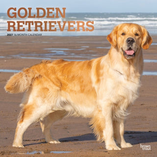 Cover image for 9798330712472 - Golden Retrievers 2027 Square Flap FOIL