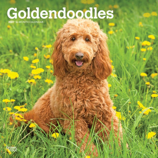 Cover image for 9798330712489 - Goldendoodles 2027 Square Flap