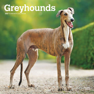 Cover image for 9798330712502 - Greyhounds 2027 Square Flap