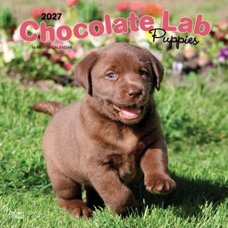 Cover image for 9798330712533 - Labrador Retriever Puppies, Chocolate 2027 Square Flap