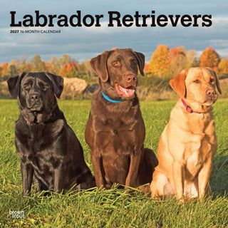 Cover image for 9798330712540 - Labrador Retrievers 2027 Square Flap