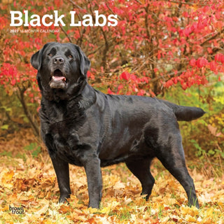 Cover image for 9798330712557 - Labrador Retrievers, Black 2027 Square Flap