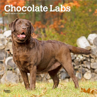 Cover image for 9798330712564 - Labrador Retrievers, Chocolate 2027 Square Flap