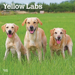 Cover image for 9798330712571 - Labrador Retrievers, Yellow 2027 Square Flap