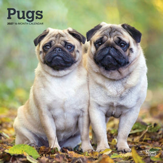 Cover image for 9798330712601 - Pugs 2027 Square Flap