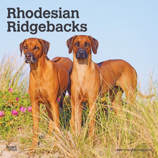 Cover image for 9798330712618 - Rhodesian Ridgebacks 2027 Square Flap