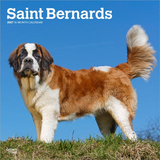 Cover image for 9798330712632 - Saint Bernards 2027 Square Flap