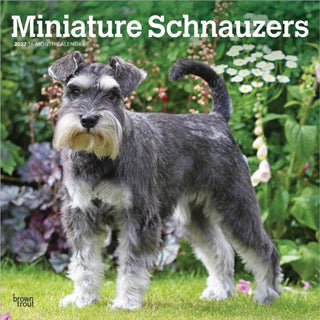 Cover image for 9798330712656 - Schnauzers, Miniature 2027 Square Flap