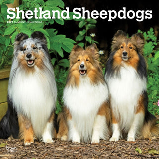 Cover image for 9798330712663 - Shetland Sheepdogs 2027 Square Flap