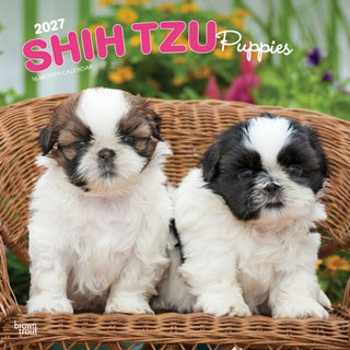 Cover image for 9798330712687 - Shih Tzu Puppies 2027 Square Flap