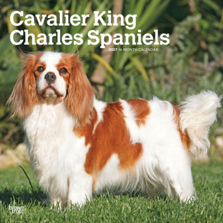 Cover image for 9798330714148 - Cavalier King Charles Spaniels 2027 Square Flap