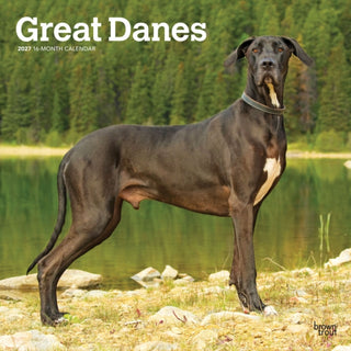 Cover image for 9798330714216 - Great Danes 2027 Square Flap