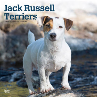 Cover image for 9798330714285 - Jack Russell Terriers 2027 Square Flap