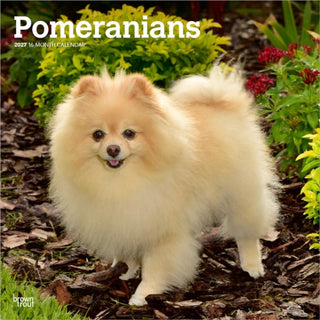 Cover image for 9798330714445 - Pomeranians 2027 Square Flap