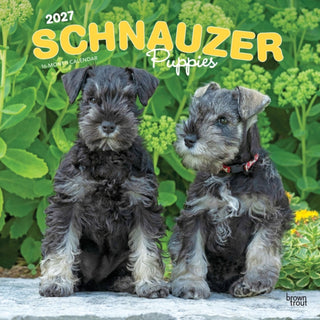 Cover image for 9798330714490 - Schnauzer Puppies 2027 Square Flap