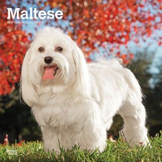 Cover image for 9798330714742 - Maltese 2027 Square Flap
